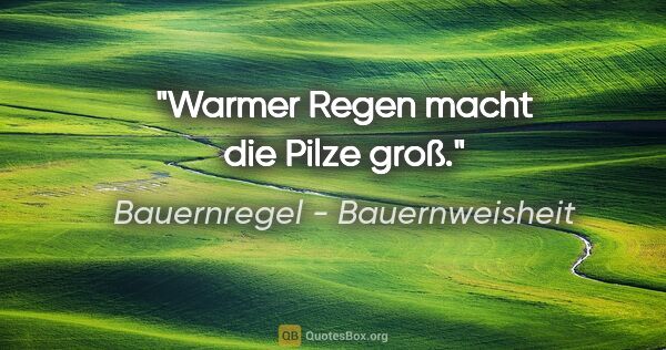 Bauernregel - Bauernweisheit Zitat: "Warmer Regen macht die Pilze groß."