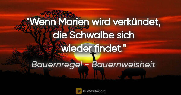 Bauernregel - Bauernweisheit Zitat: "Wenn Marien wird verkündet, die Schwalbe sich wieder findet."