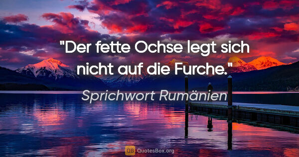 Sprichwort Rumänien Zitat: "Der fette Ochse legt sich nicht auf die Furche."