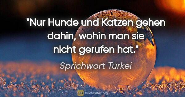 Sprichwort Türkei Zitat: "Nur Hunde und Katzen gehen dahin, wohin man sie nicht gerufen..."