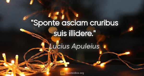Lucius Apuleius Zitat: "Sponte asciam cruribus suis illidere."