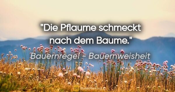 Bauernregel - Bauernweisheit Zitat: "Die Pflaume schmeckt nach dem Baume."