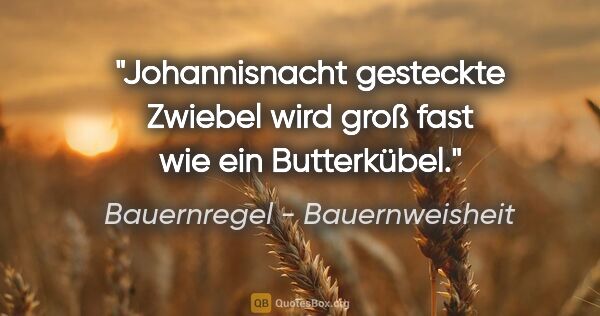 Bauernregel - Bauernweisheit Zitat: "Johannisnacht gesteckte Zwiebel wird groß fast wie ein..."