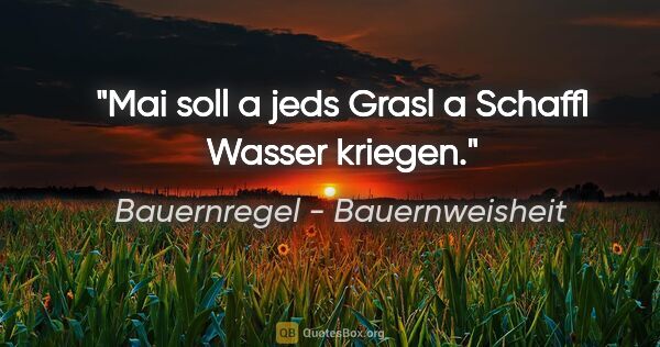 Bauernregel - Bauernweisheit Zitat: "Mai soll a jeds Grasl a Schaffl Wasser kriegen."
