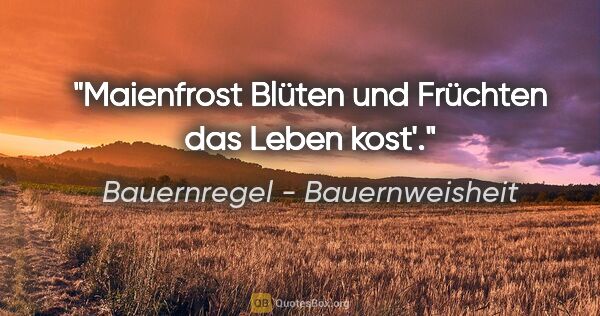 Bauernregel - Bauernweisheit Zitat: "Maienfrost Blüten und Früchten das Leben kost'."