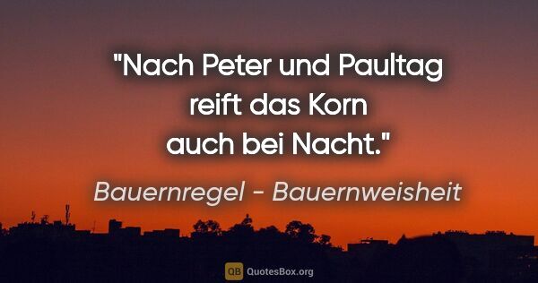 Bauernregel - Bauernweisheit Zitat: "Nach Peter und Paultag reift das Korn auch bei Nacht."