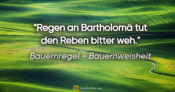 Bauernregel - Bauernweisheit Zitat: "Regen an Bartholomä tut den Reben bitter weh."